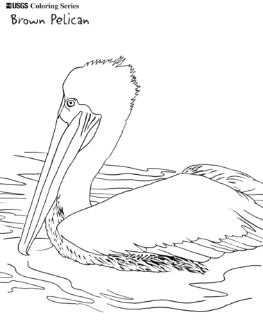 Brown Pelican Coloring Page